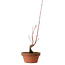 Acer palmatum, 31 cm, ± 10 years old