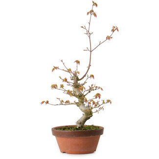 Acero palmato, 22 cm, circa 20 anni