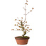 Acer palmatum, 22 cm, ± 20 años de edad