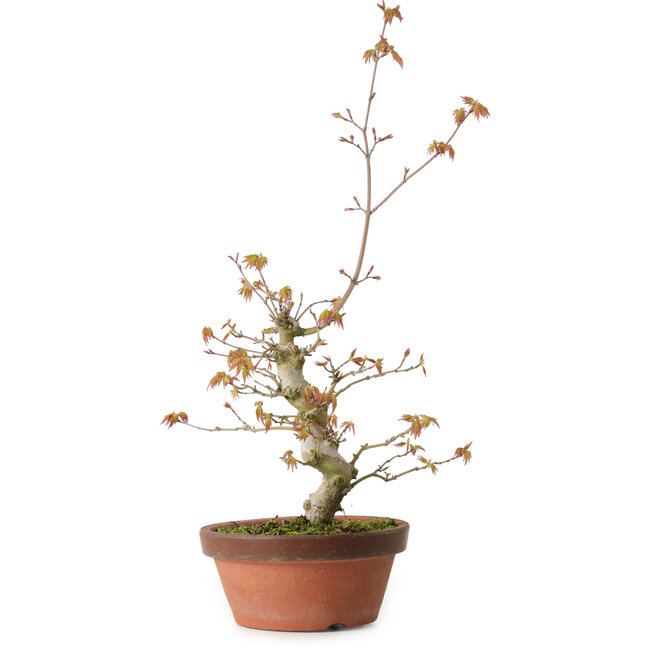 Acer palmatum, 22 cm, ± 20 años de edad