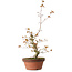 Acer palmatum, 22 cm, ± 20 Jahre alt