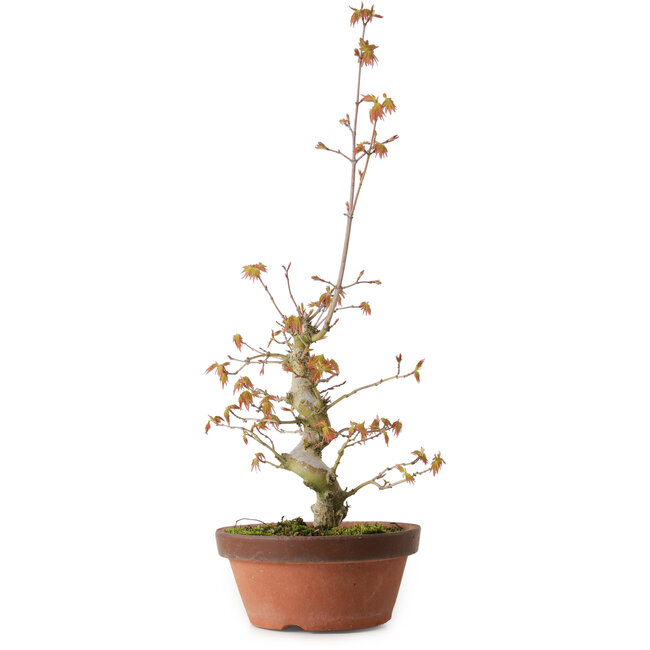 Acer palmatum, 22 cm, ± 20 años de edad