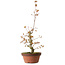 Acer palmatum, 22 cm, ± 20 años de edad