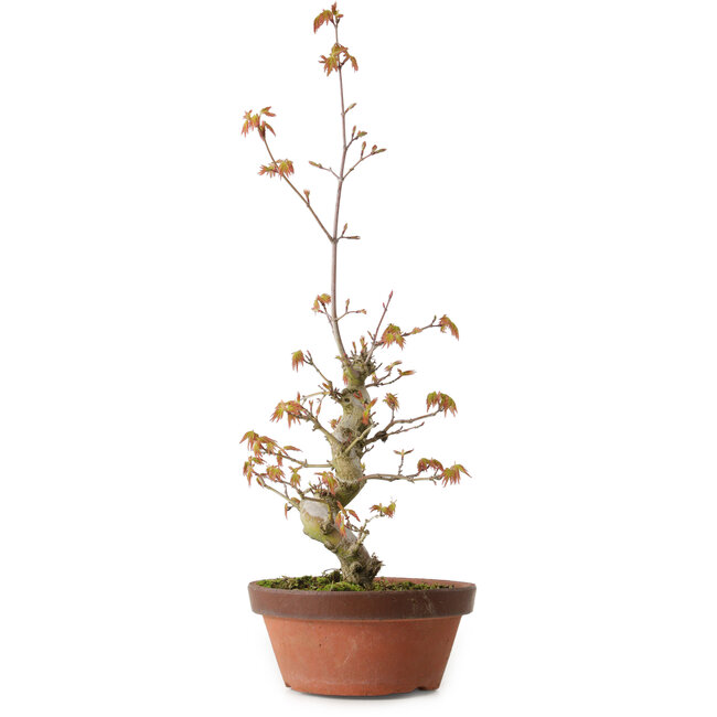 Acer palmatum, 22 cm, ± 20 ans