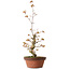 Acer palmatum, 22 cm, ± 20 Jahre alt