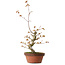 Acer palmatum, 22 cm, ± 20 años de edad