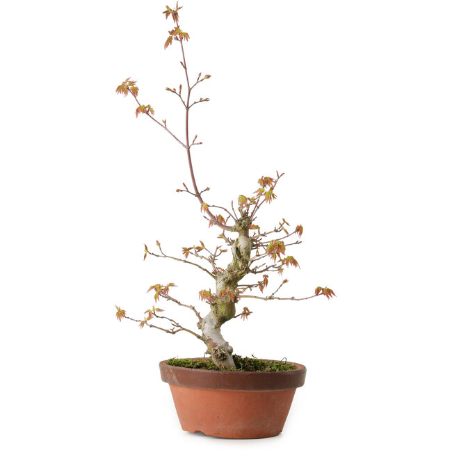 Acer palmatum, 22 cm, ± 20 ans