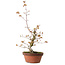 Acer palmatum, 22 cm, ± 20 jaar oud