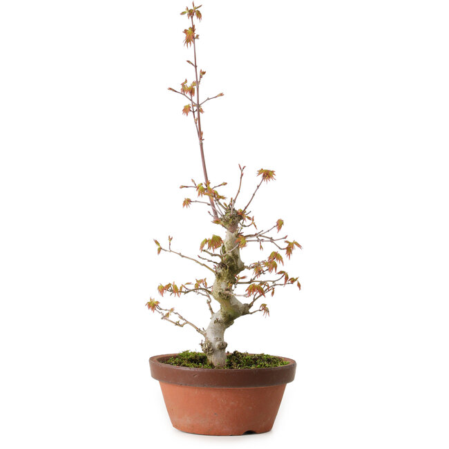 Acer palmatum, 22 cm, ± 20 years old