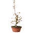 Acer palmatum, 22 cm, ± 20 ans