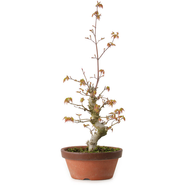 Acer palmatum, 22 cm, ± 20 ans