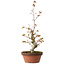 Acer palmatum, 22 cm, ± 20 Jahre alt