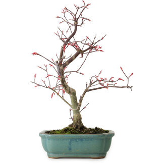 Acer palmatum Deshojo, 33 cm, ± 15 ans