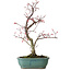 Acer palmatum Deshojo, 33 cm, ± 15 anni, con nebari di 5 cm
