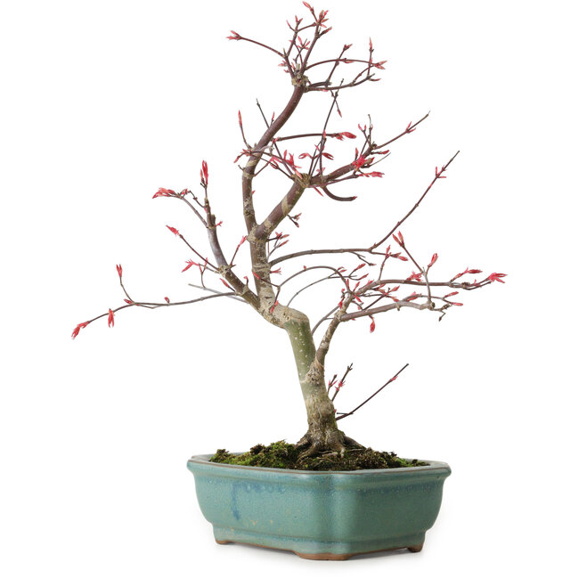 Acer palmatum Deshojo, 33 cm, ± 15 anni, con nebari di 5 cm