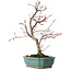 Acer palmatum Deshojo, 33 cm, ± 15 anni, con nebari di 5 cm