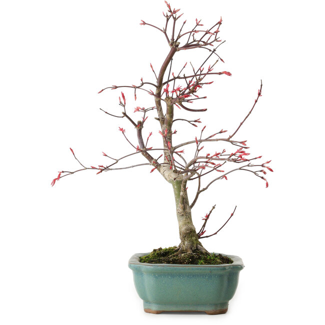 Acer palmatum Deshojo, 33 cm, ± 15 ans, avec un nebari de 5 cm