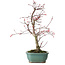 Acer palmatum Deshojo, 33 cm, ± 15 ans, avec un nebari de 5 cm