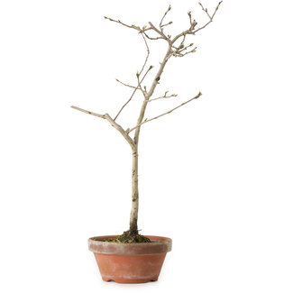 Diospyros kaki, 32 cm, ± 15 anni