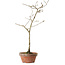 Diospyros kaki, 32 cm, ± 15 anni