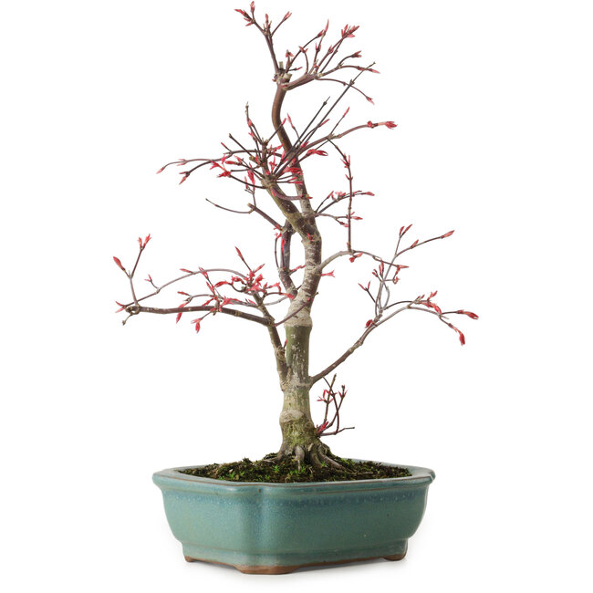 Acer palmatum Deshojo, 33 cm, ± 15 ans, avec un nebari de 5 cm