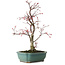 Acer palmatum Deshojo, 33 cm, ± 15 anni, con nebari di 5 cm