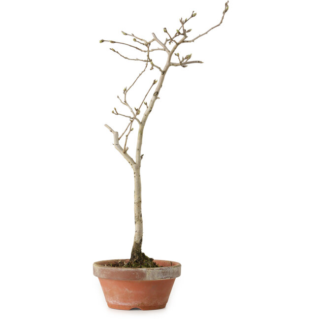 Diospyros kaki, 32 cm, ± 15 anni