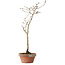 Diospyros kaki, 32 cm, ± 15 ans
