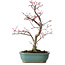 Acer palmatum Deshojo, 33 cm, ± 15 años, con un nebari de 5 cm