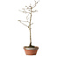 Diospyros kaki, 32 cm, ± 15 anni