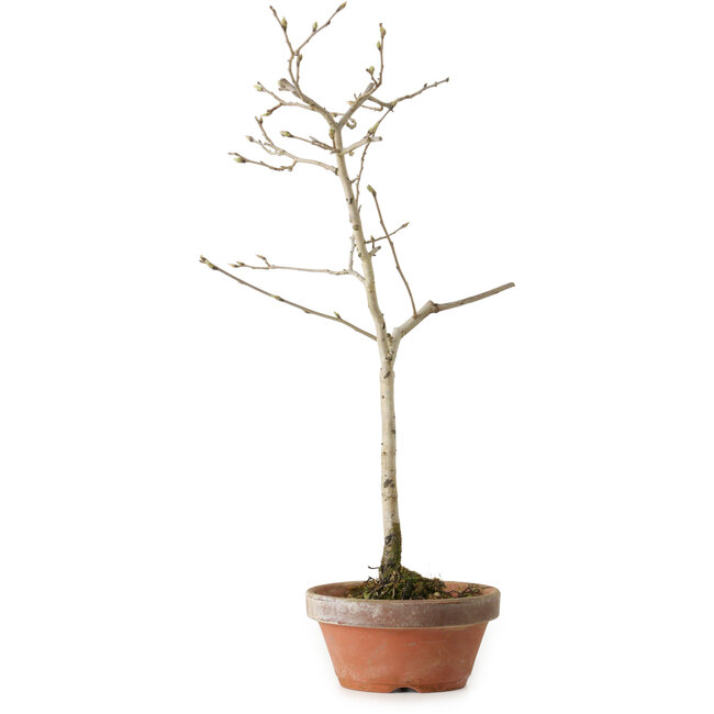 Diospyros kaki, 32 cm, ± 15 anni