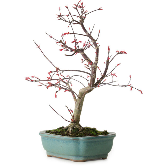 Acer palmatum Deshojo, 33 cm, ± 15 años, con un nebari de 5 cm