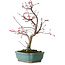Acer palmatum Deshojo, 33 cm, ± 15 ans, avec un nebari de 5 cm