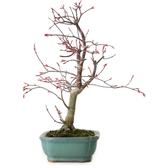 Acer palmatum Deshojo, 33 cm, ± 15 ans, avec un nebari de 5 cm