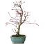 Acer palmatum Deshojo, 33 cm, ± 15 ans, avec un nebari de 5 cm