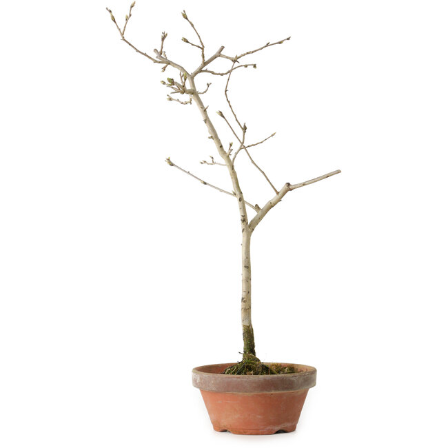 Diospyros kaki, 32 cm, ± 15 jaar oud
