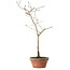 Diospyros kaki, 32 cm, ± 15 anni