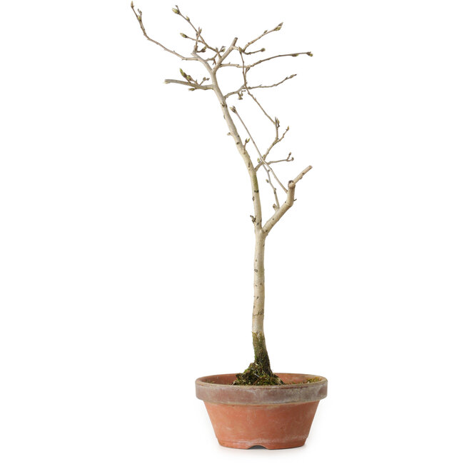Diospyros kaki, 32 cm, ± 15 anni
