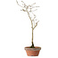 Diospyros kaki, 32 cm, ± 15 anni