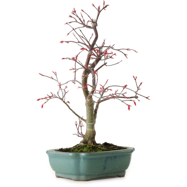 Acer palmatum Deshojo, 33 cm, ± 15 ans, avec un nebari de 5 cm