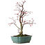 Acer palmatum Deshojo, 33 cm, ± 15 años, con un nebari de 5 cm