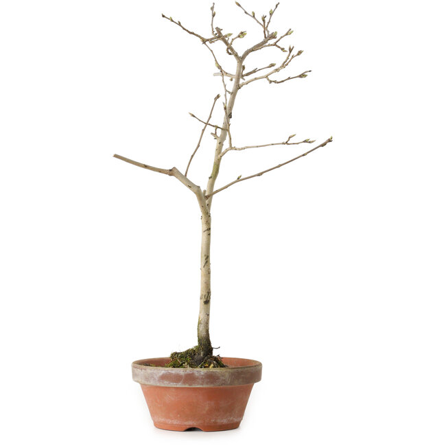 Diospyros kaki, 32 cm, ± 15 jaar oud