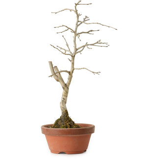 Diospyros kaki, 24 cm, ± 15 Jahre alt