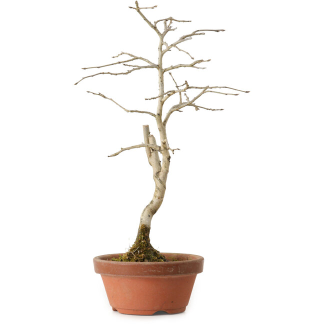Diospyros kaki, 24 cm, ± 15 anni