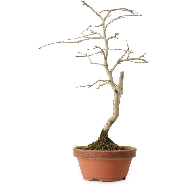 Diospyros kaki, 24 cm, ± 15 years old