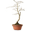 Diospyros kaki, 24 cm, ± 15 ans