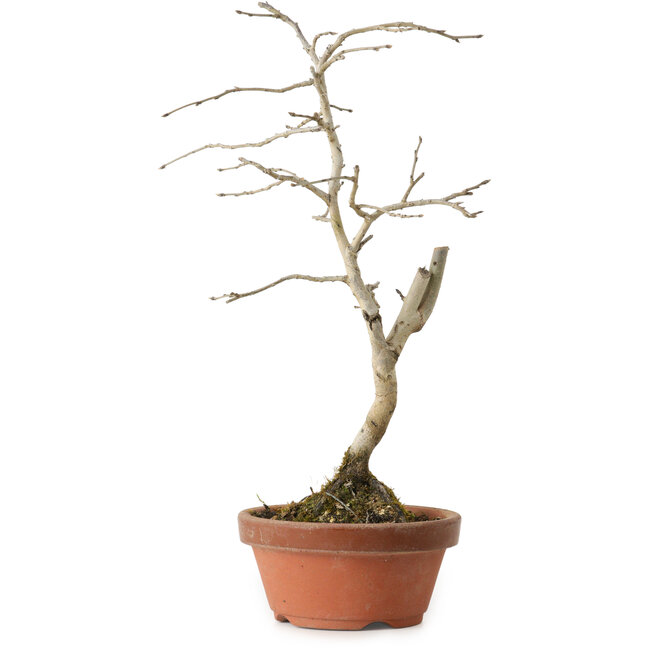 Diospyros kaki, 24 cm, ± 15 ans