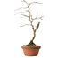 Diospyros kaki, 24 cm, ± 15 anni