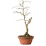 Diospyros kaki, 24 cm, ± 15 anni