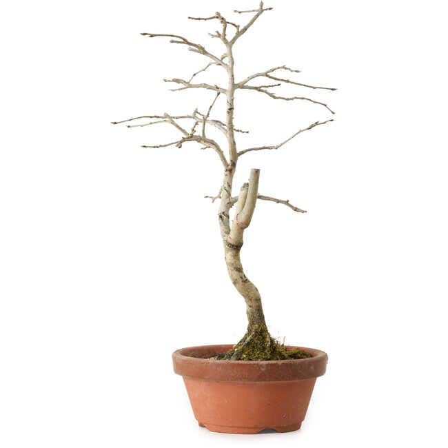 Diospyros kaki, 24 cm, ± 15 jaar oud